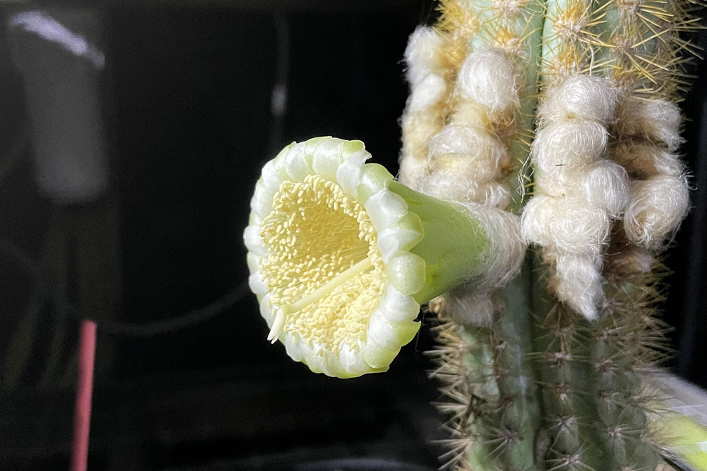 O cacto-árvore de Key, primeira espécie extinta nos Estados Unidos