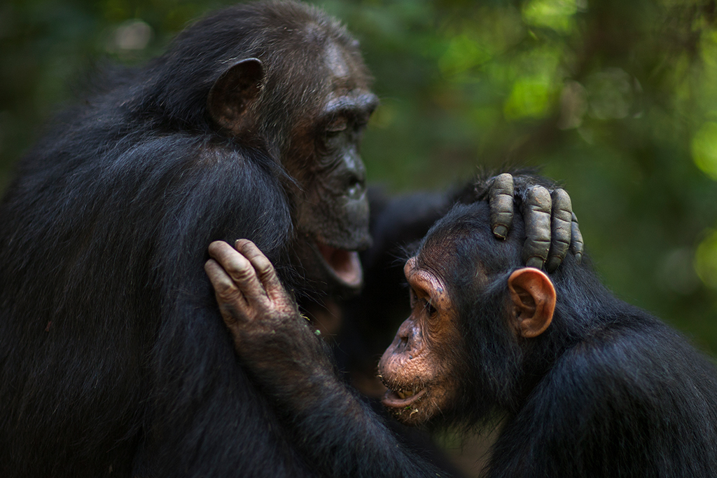 Dois chimpanzés, um de frente para o outro.