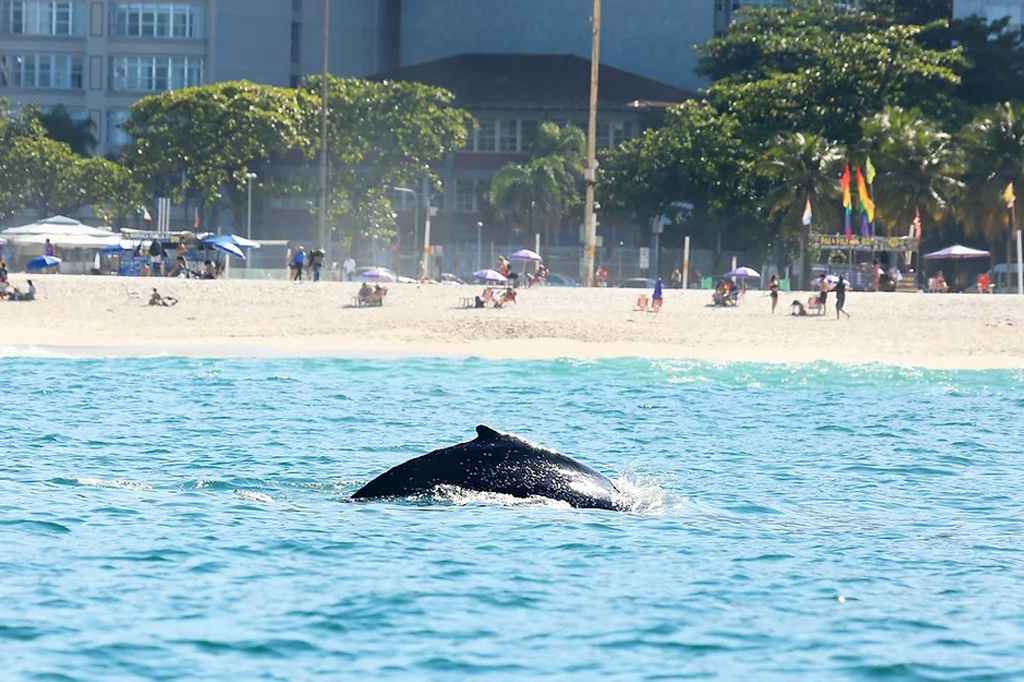 Baleias-jubarte viraram atração no litoral do Rio. Por que elas aparecem por lá?