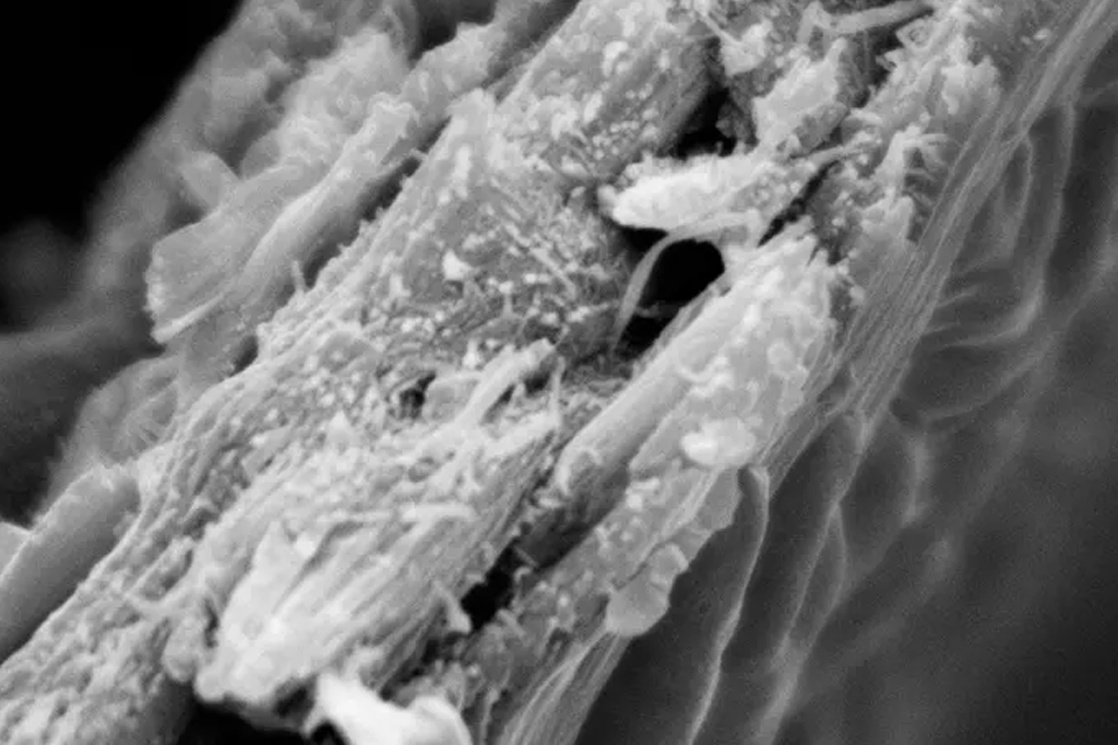Cientistas descobrem madeira supereficiente para armazenar carbono