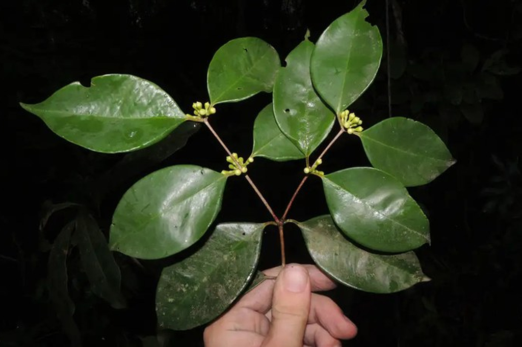 “Única no mundo”: pesquisadores brasileiros descobrem nova árvore raríssima no RJ