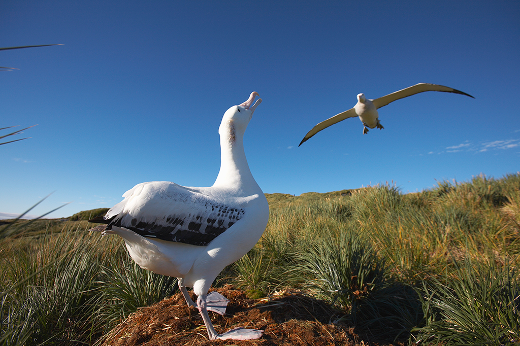 Albatroz errante voando acima do local de nidificação ocupado na Ilha Prion, Ilha Geórgia do Sul, Antártica.