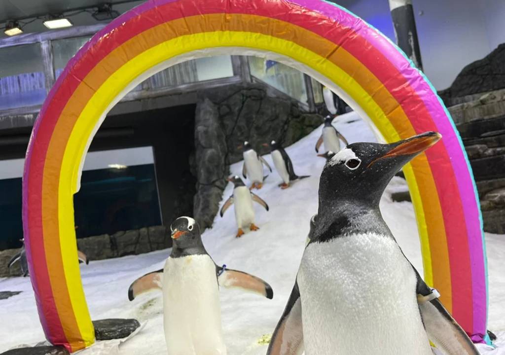 Dois pinguins em destaque, com um balão inflável atrás de ambos.