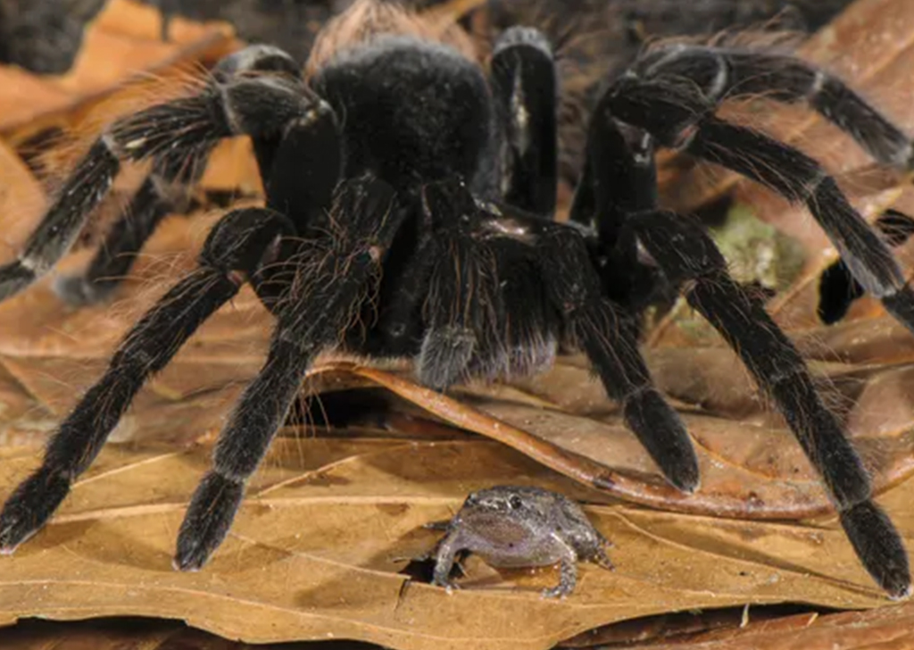 Estudo descobre que tarântulas são peludas para evitar serem comidas vivas