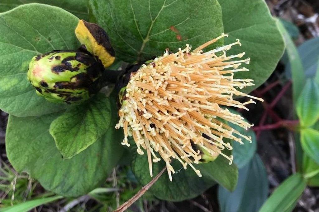 Uma flor vista de perto.