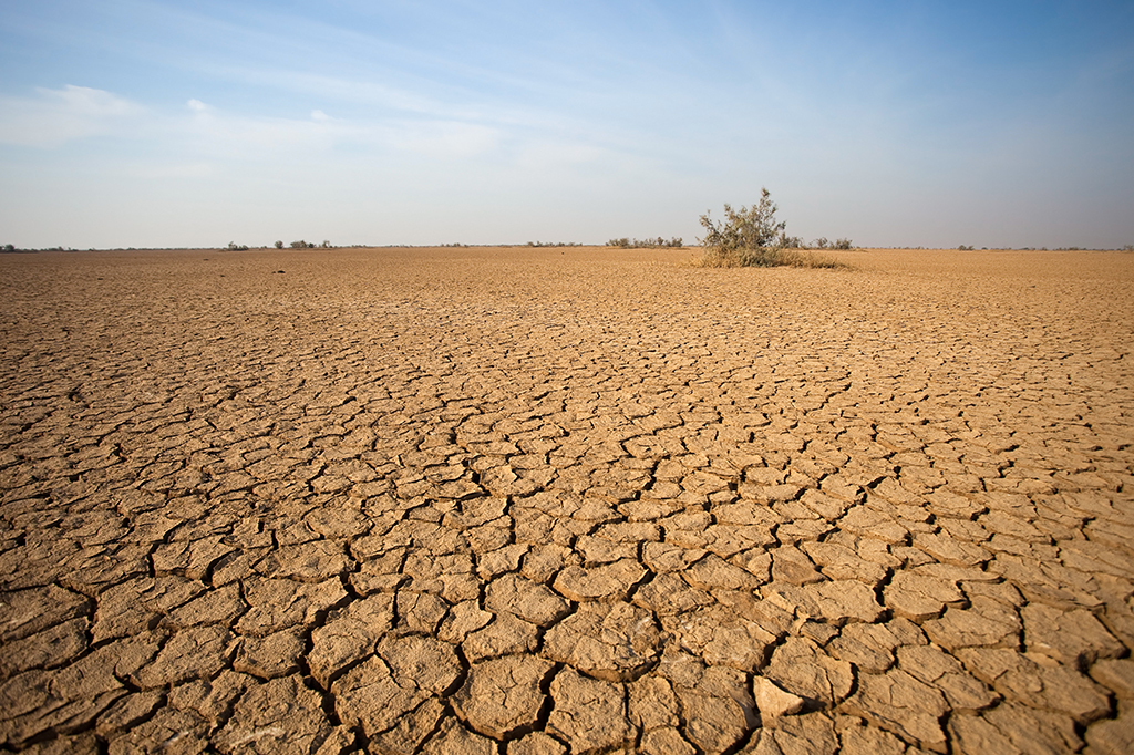 Solo seco de um deserto, com grandes fissuras aparentes. Ao fundo há uma árvore.