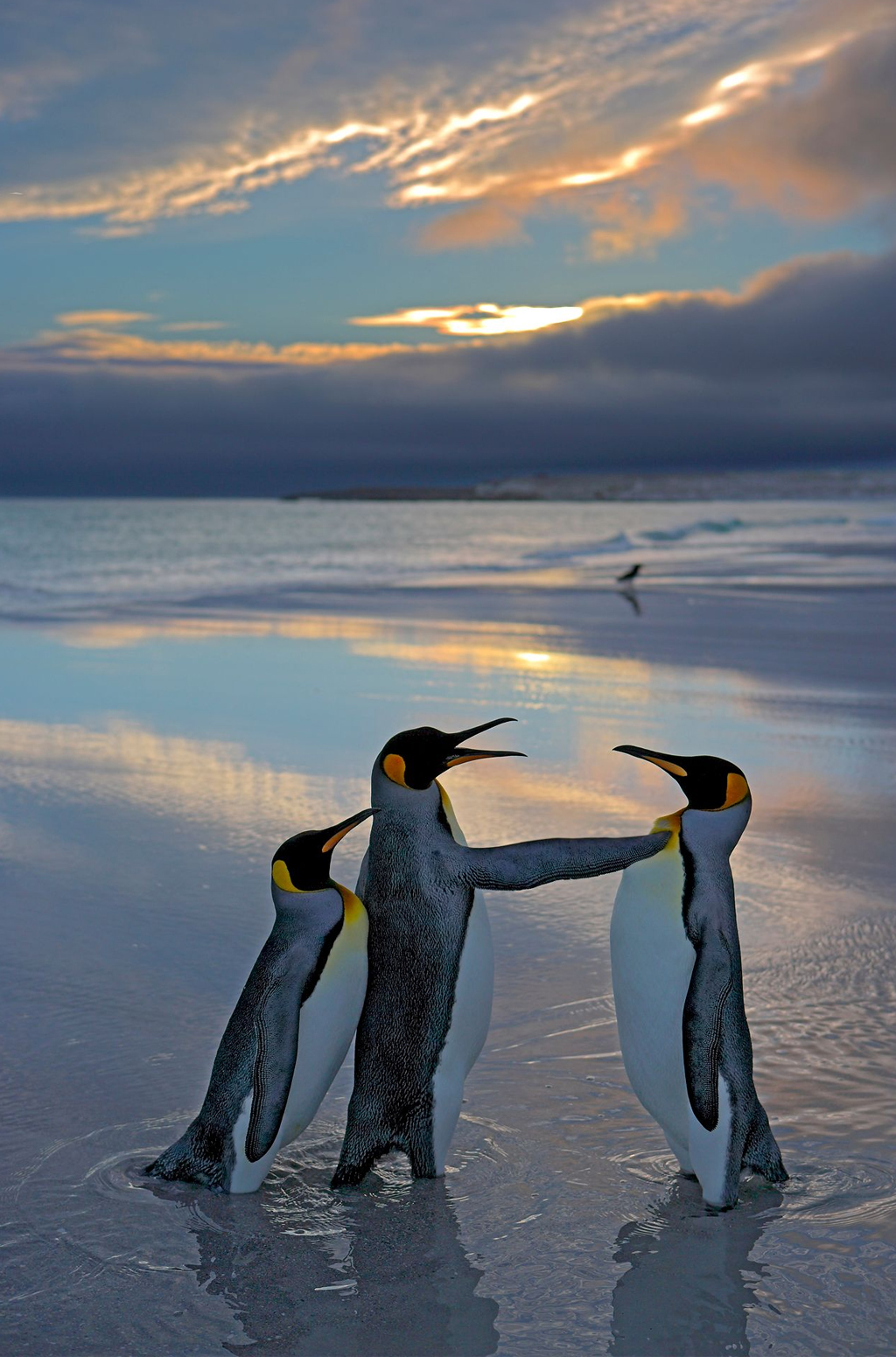2609-concurso-fotos-animais(10) Três pinguins na beira de um oceano.