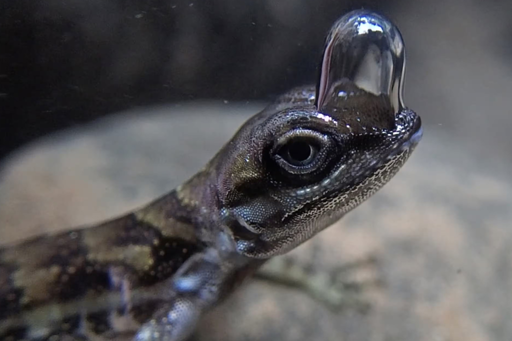 Os pesquisadores descobriram que os anoles de água fria permanecem submersos por mais tempo sem hidratante na pele, o que impedia a formação adequada de bolhas nas narinas.