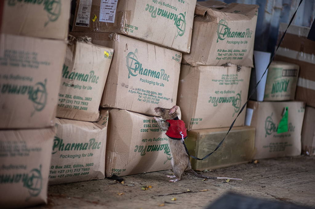 Esses ratinhos de uniforme podem ser a solução para o tráfico de animais