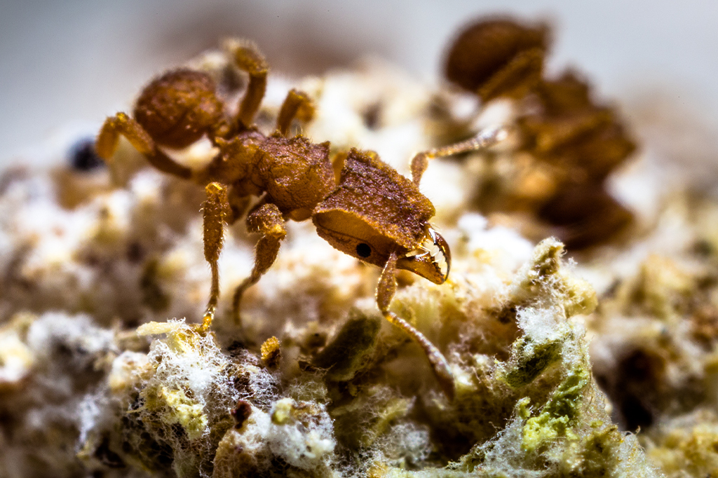 Asteroide que matou dinossauros transformou formigas em fazendeiras
