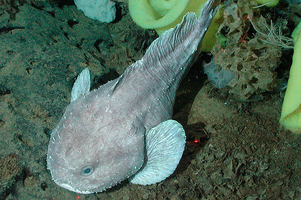 1810-peixe-bolha1-layout_site Foto de um peixe-bolha.