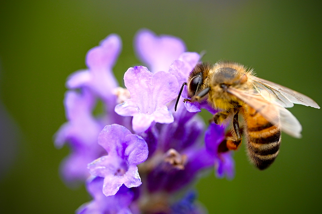 Foto de uma de abelha polinizando flor roxa.
