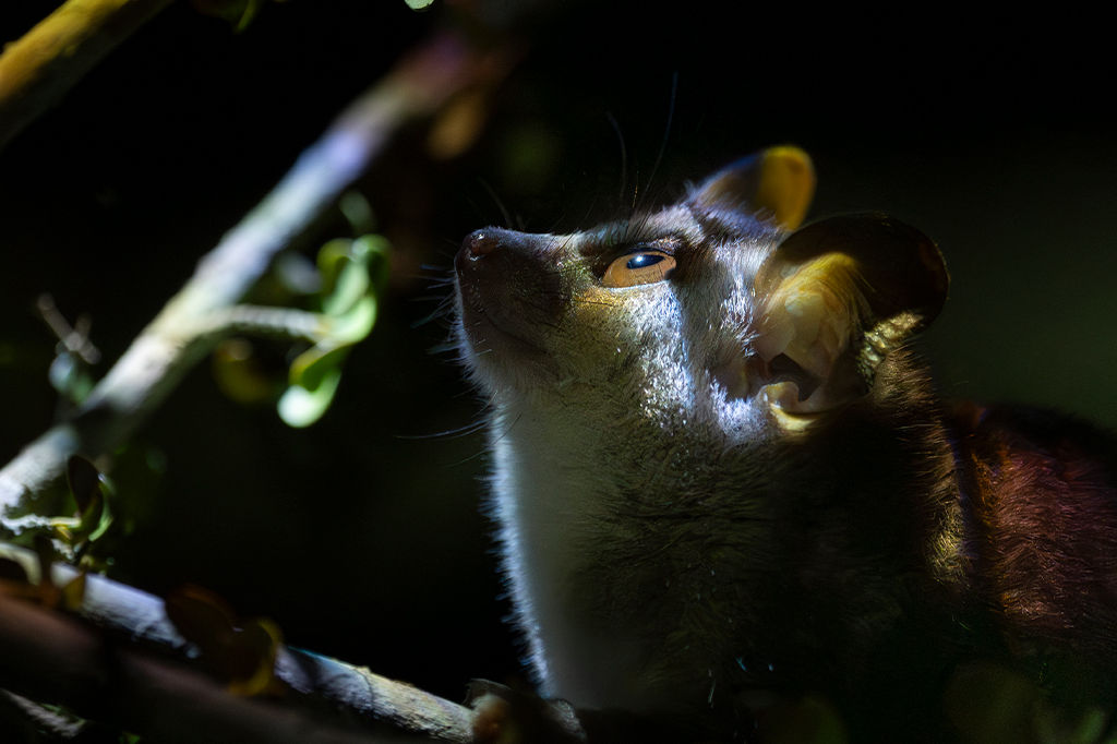 Lobisomem? Comportamento de mamíferos tropicais muda de acordo com fases da Lua