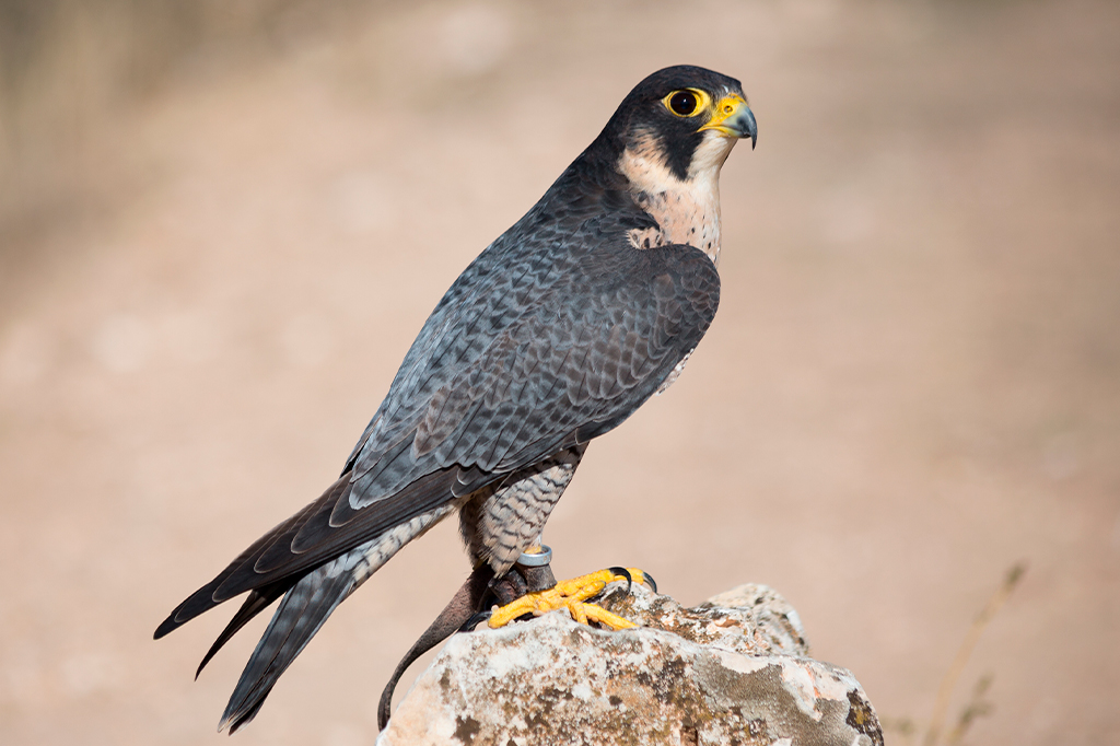 O animal mais rápido do mundo, o falcão-peregrino, bateu mais um recorde