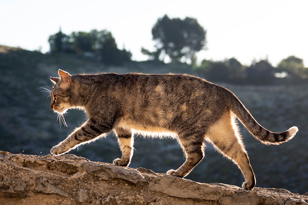 Gatos sempre conseguem encontrar o caminho de volta para casa?