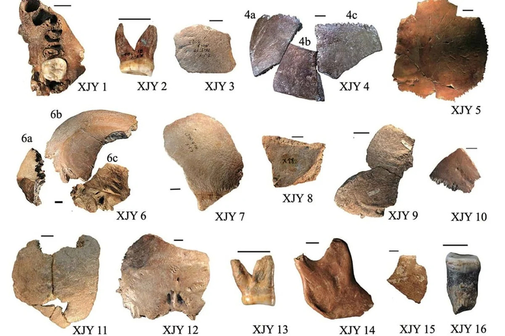 Fragmentos ósseos de vários indivíduos no sítio arqueológico de Xujiayao.