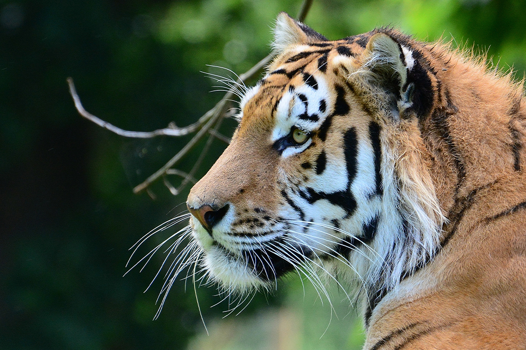 Após desaparecerem por 70 anos, tigres voltam a habitar o Cazaquistão