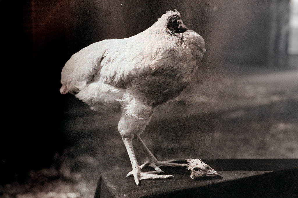 Foto do Mike o frango sem cabeça.