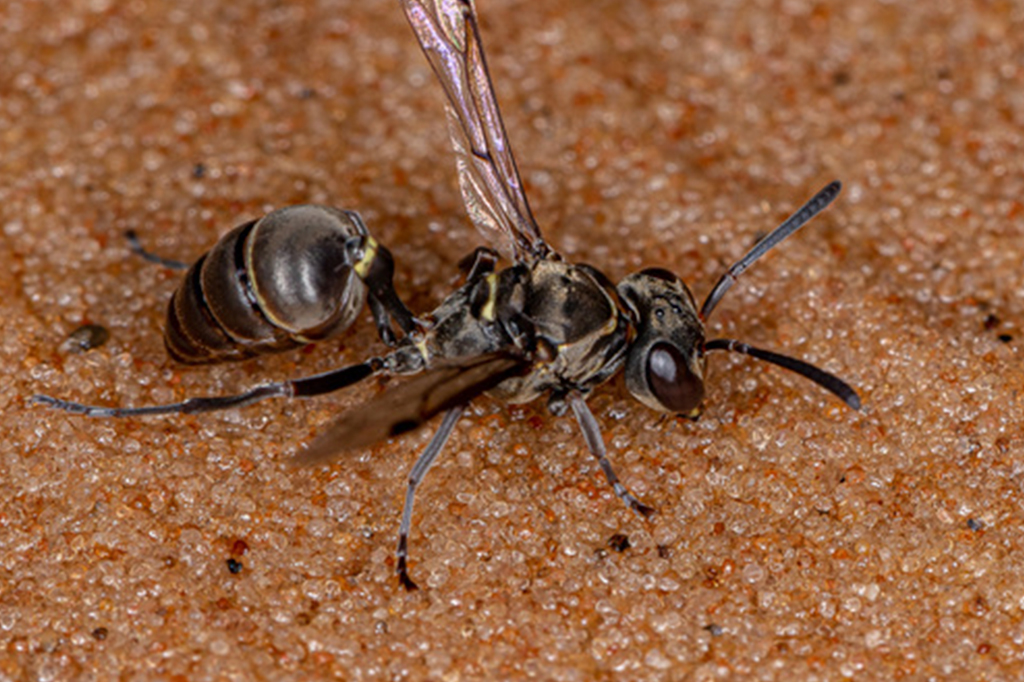 Em algumas espécies de vespas, as operárias podem receber o título de rainha