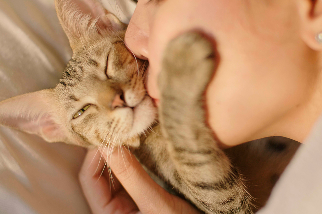 Os gatos fazem bem para a nossa saúde? Veja o que diz a ciência