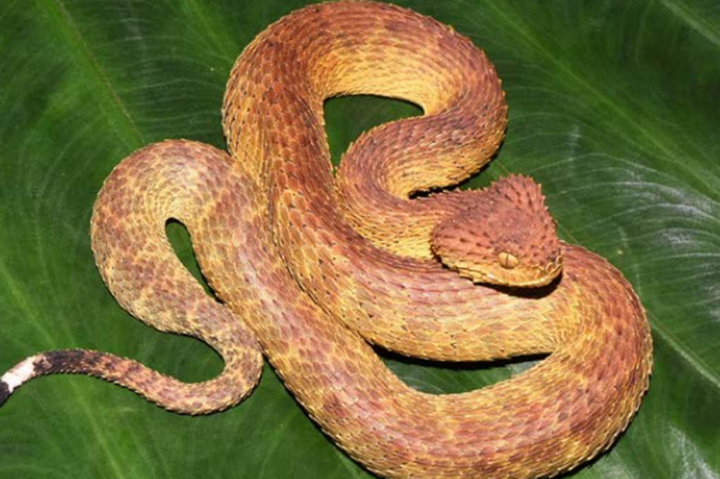 742 novas espécies foram identificadas em dez anos na Bacia do Congo; veja fotos