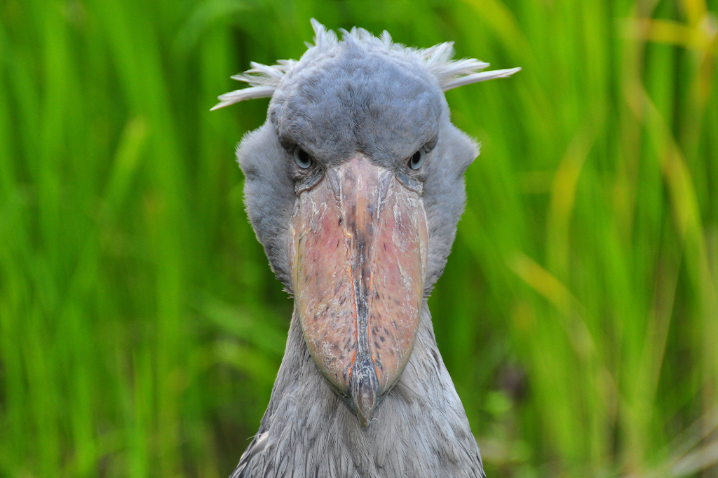Foto da ave Balaeniceps.