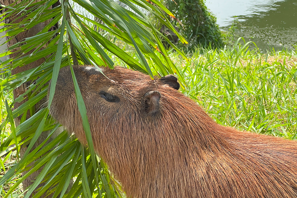 Foto de uma capivara comendo.