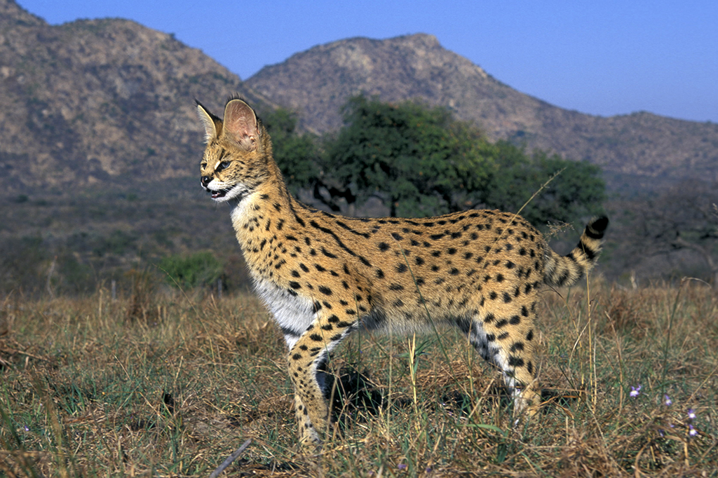 2812-zoológicos-1layout_site Foto de Serval (Leptailurus serval) olhando para pastagens, África.