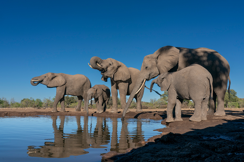 Foto de Elefantes africanos (Loxodonta africana) bebendo em poço de água, Mashatu Game Reserve, Botsuana.