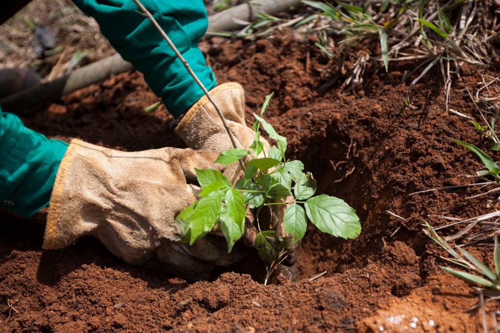 Ciência e saberes ancestrais se unem para restaurar a Mata Atlântica