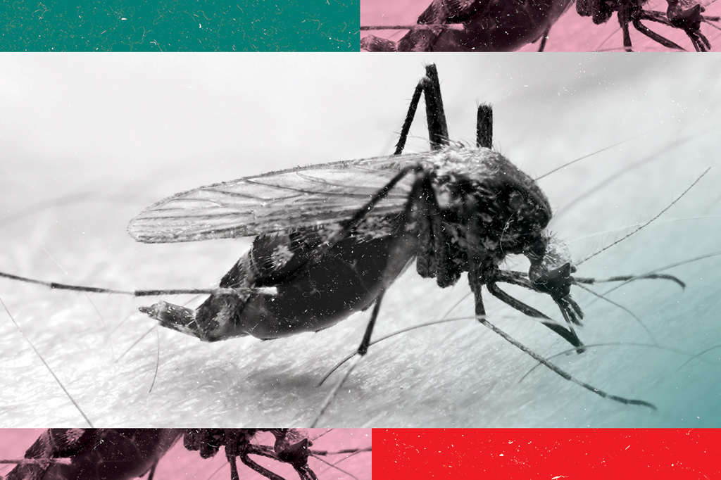 Imagem ampliada do mosquito trasmissor da malária.