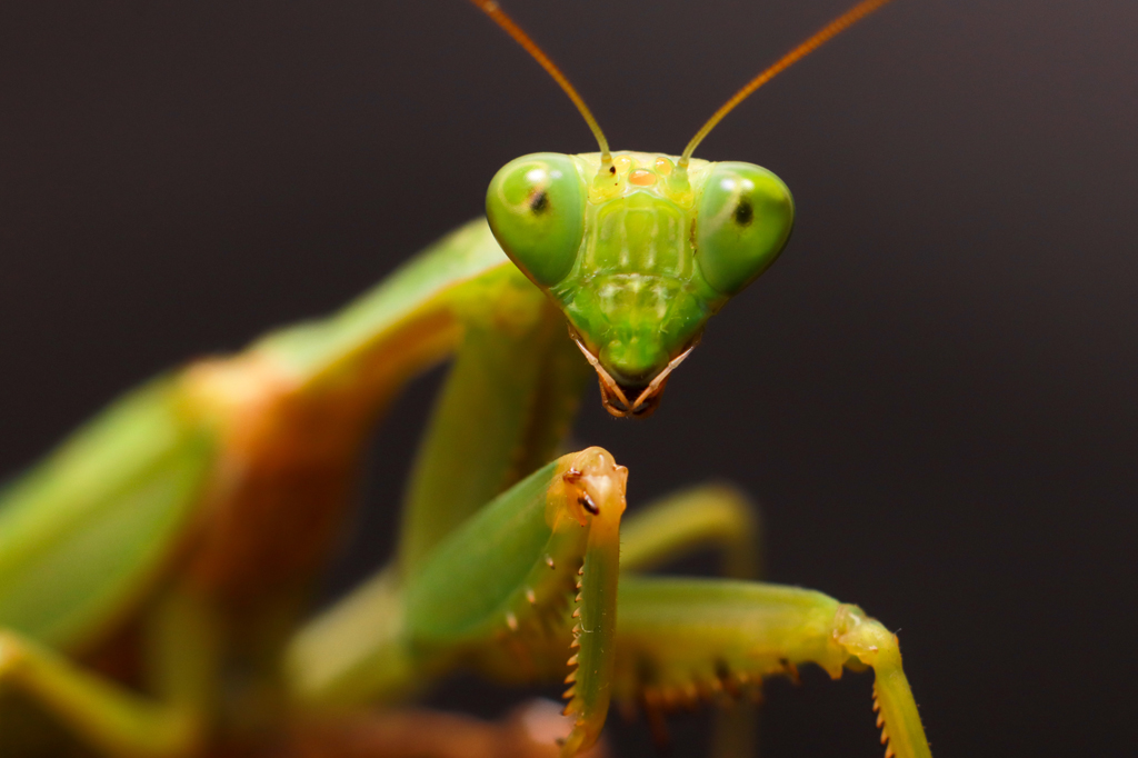 O louva-a-deus macho sabe que será decapitado após a cópula ou é surpresa?