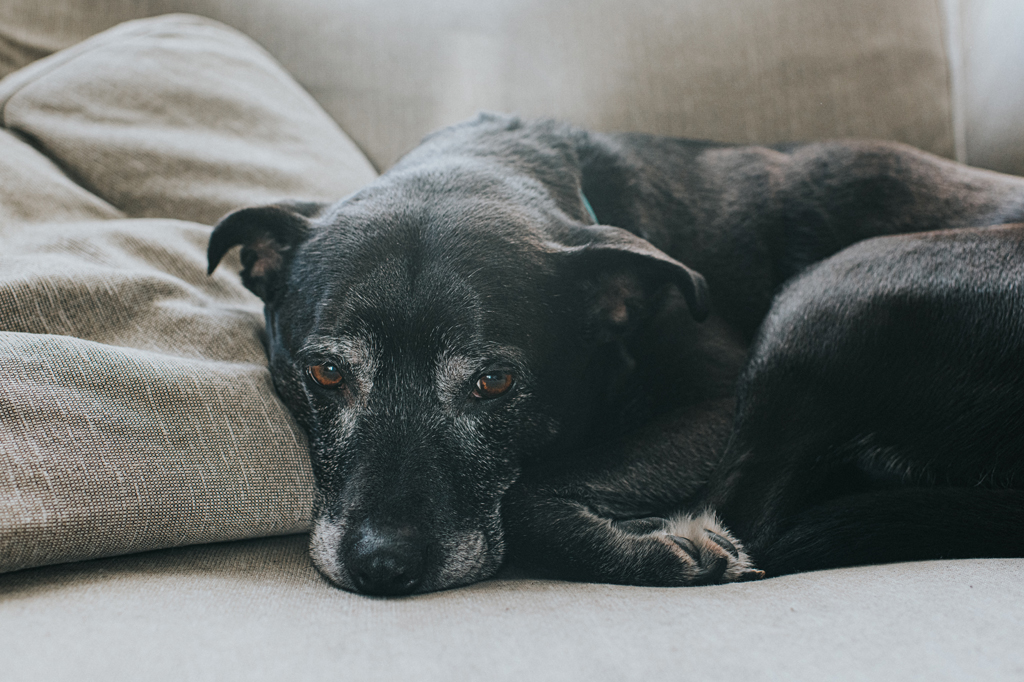 Imagem de cachorro, com olhar triste, deitado num sofá.