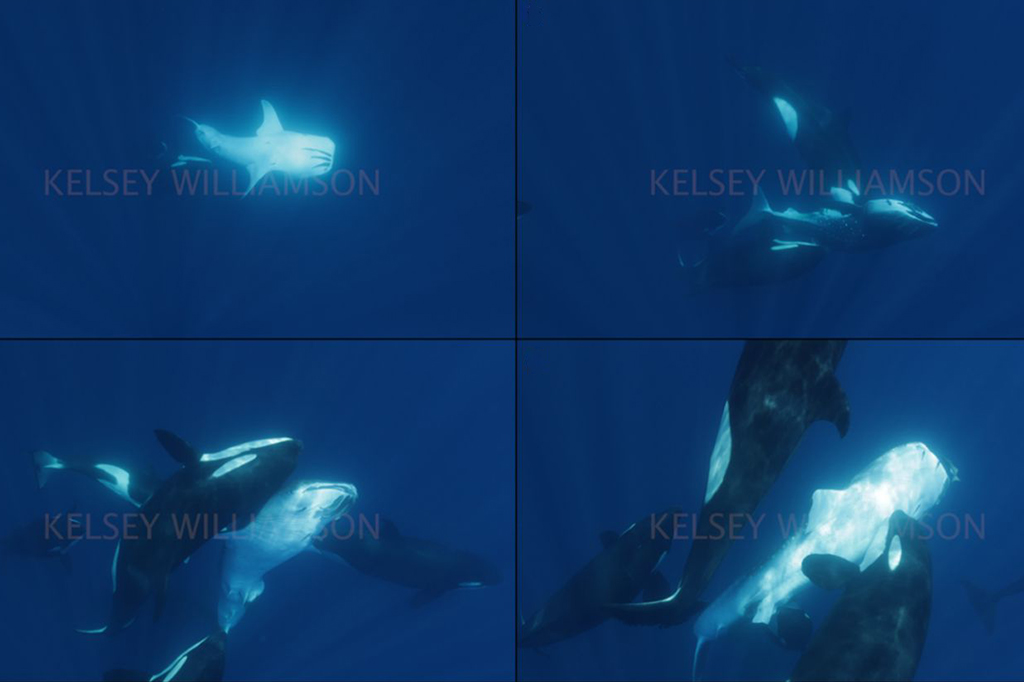 extra0912-orcas-layout_site Imagem de sequência do ataque da baleia assassina ao tubarão-baleia em 26 de maio de 2024. (A) Evento de predação onde duas das baleias assassinas trouxeram o tubarão-baleia à superfície, (B) a baleia assassina atinge o lado ventral da cabeça do tubarão-baleia- em diante, (C) outra orca atinge o tubarão com a lateral da cabeça, (D) outra orca atinge o lado ventral do tubarão-baleia.