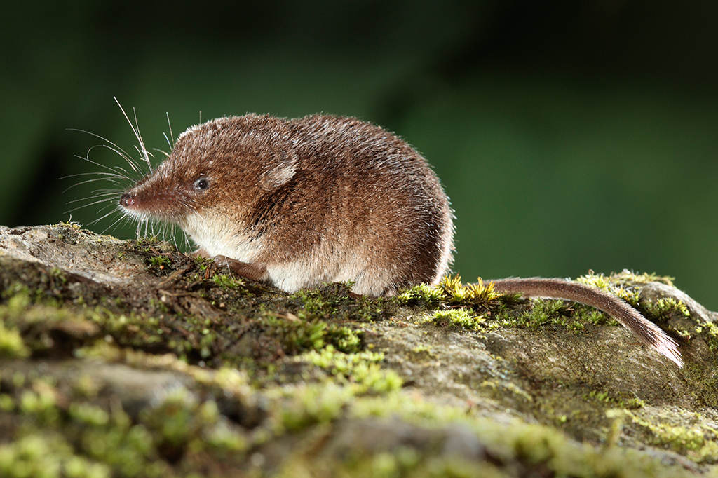 Esta espécie de musaranho consegue encolher o próprio cérebro. Saiba por quê