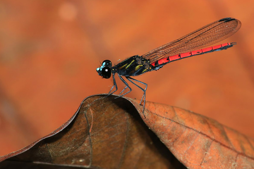 Um macho de Chlorocypha cyanifrons no Gabão.