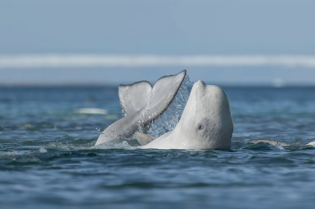 Uma baleia beluga esfrega o seu ventre no fundo de um rio raso para esfoliar a pele.