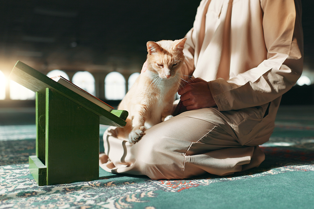 Por que o islamismo ama gatos?