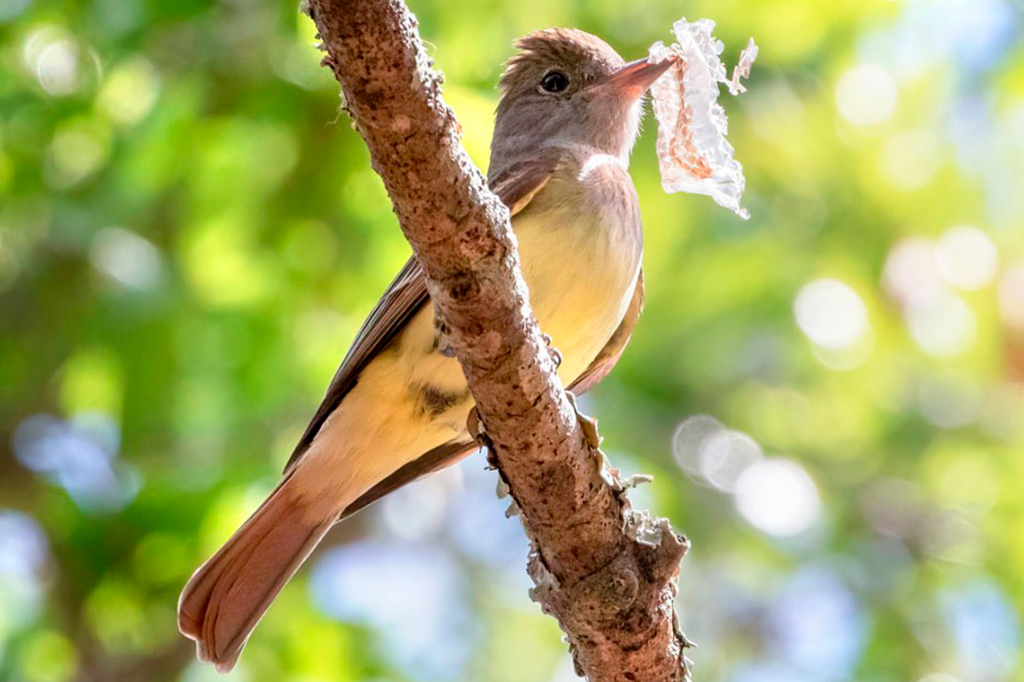 Pássaros decoram ninho com pele de cobra para se protegerem de predadores
