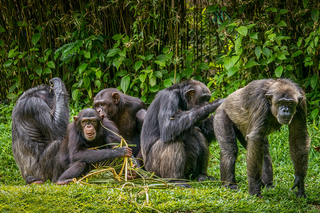 Xixi coletivo dos macacos tem papel social. Entenda a origem evolutiva do hábito