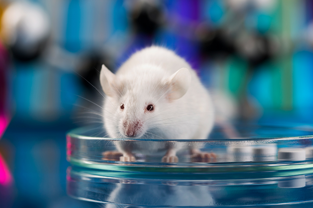 Foto de um rato branco em um laboratório.
