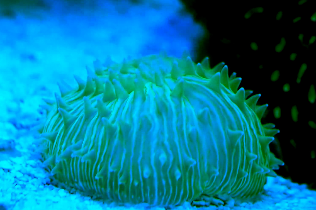 Fotografia de 'Pulsos periódicos' do coral o ajudaram a se mover muito lentamente.