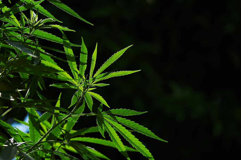 Fotografia de uma planta de cannabis à luz do sol no fundo escuro.