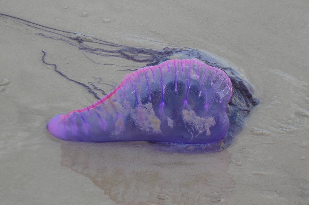 Fotografia de uma caravela portuguesa.
