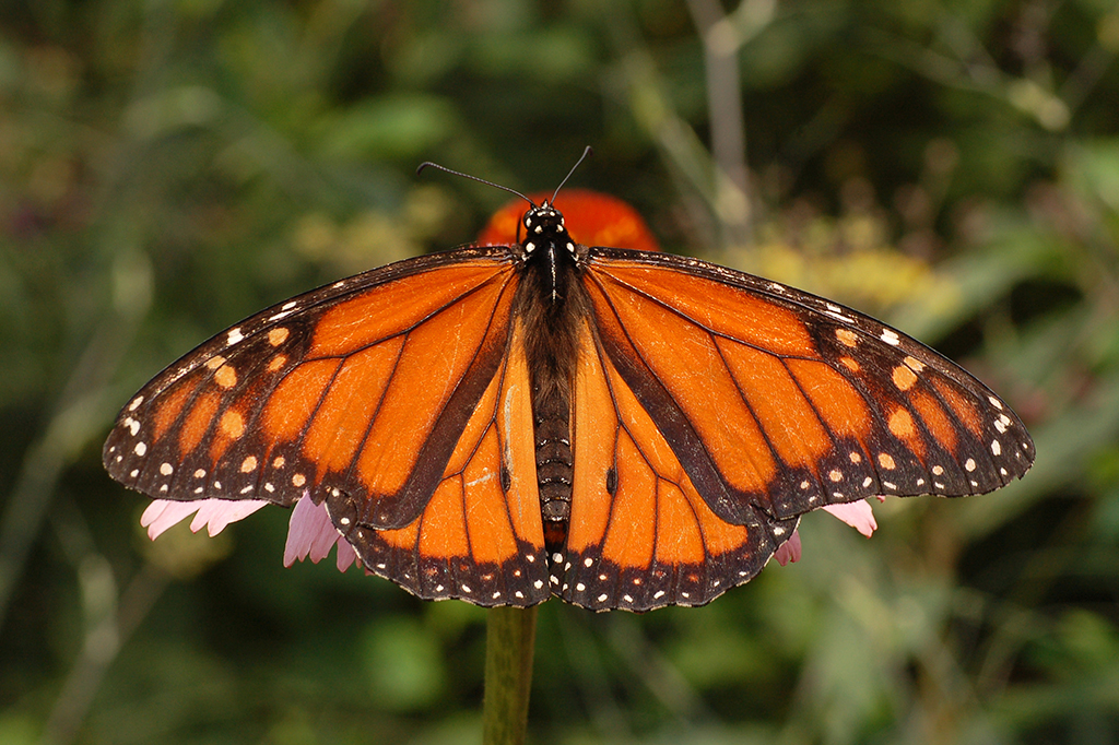 Fotografia de uma borboleta monarca.