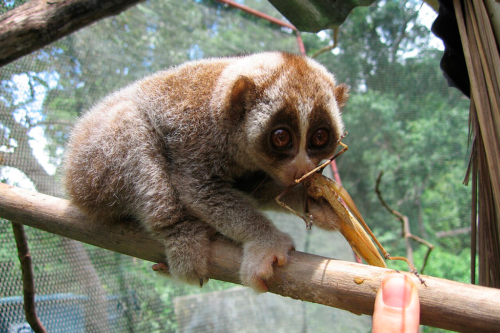 Fotografia de um primata Nycticebus.