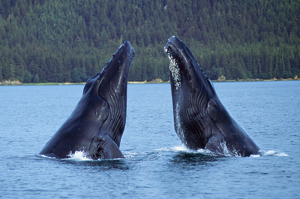 Baleias se comunicam de forma tão eficiente quanto humanos, segundo estudo