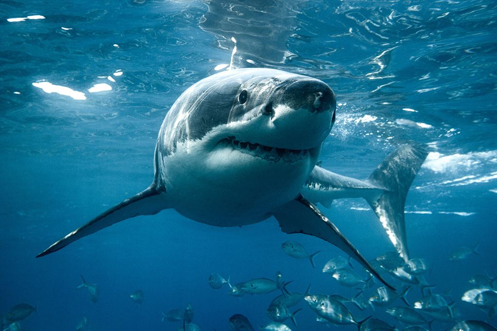 DNA revela qual predador está matando tubarões-brancos na Austrália