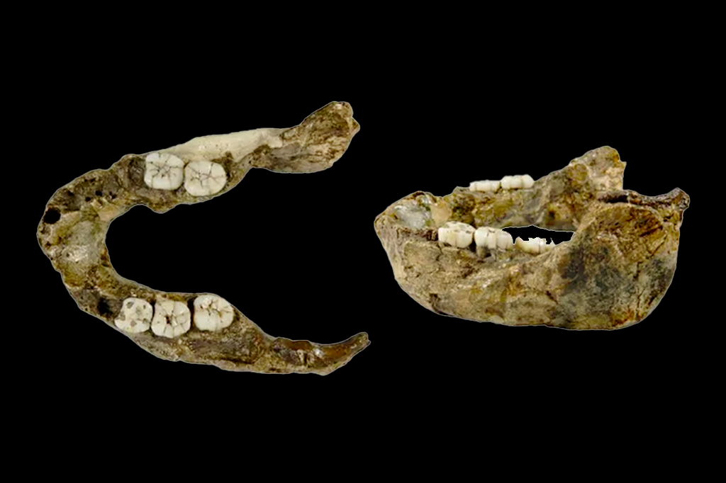 Mandíbula de 1,4 milhão de anos pertence a espécie inédita de hominídeo