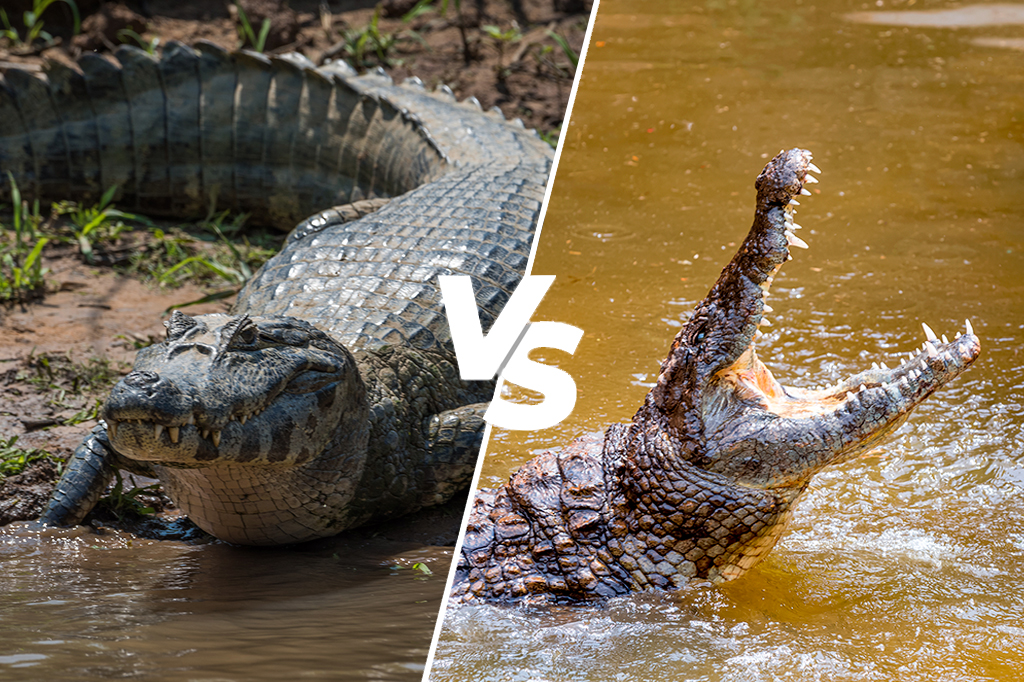 Vídeo registra batalha entre jacaré e crocodilo na Flórida; assista